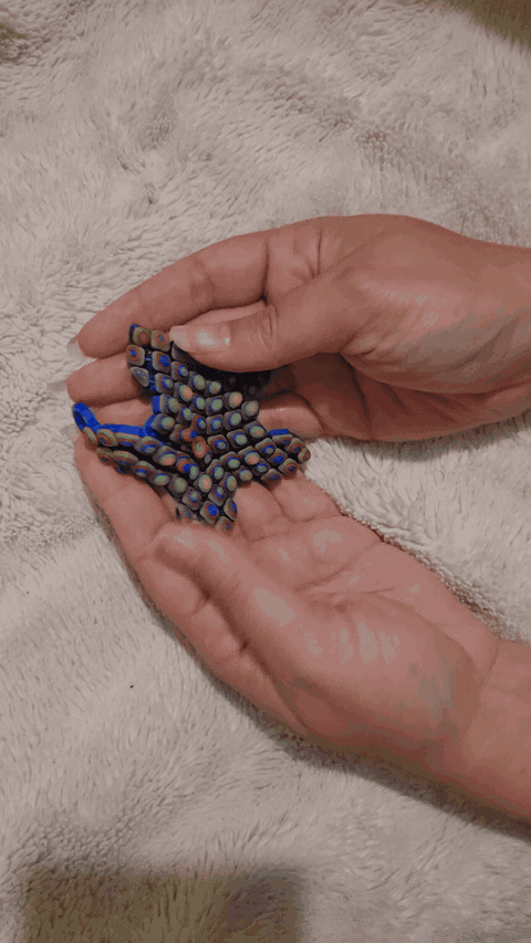 Étoile de mer articulée TactiK avec anneau – démonstration du mouvement flexible